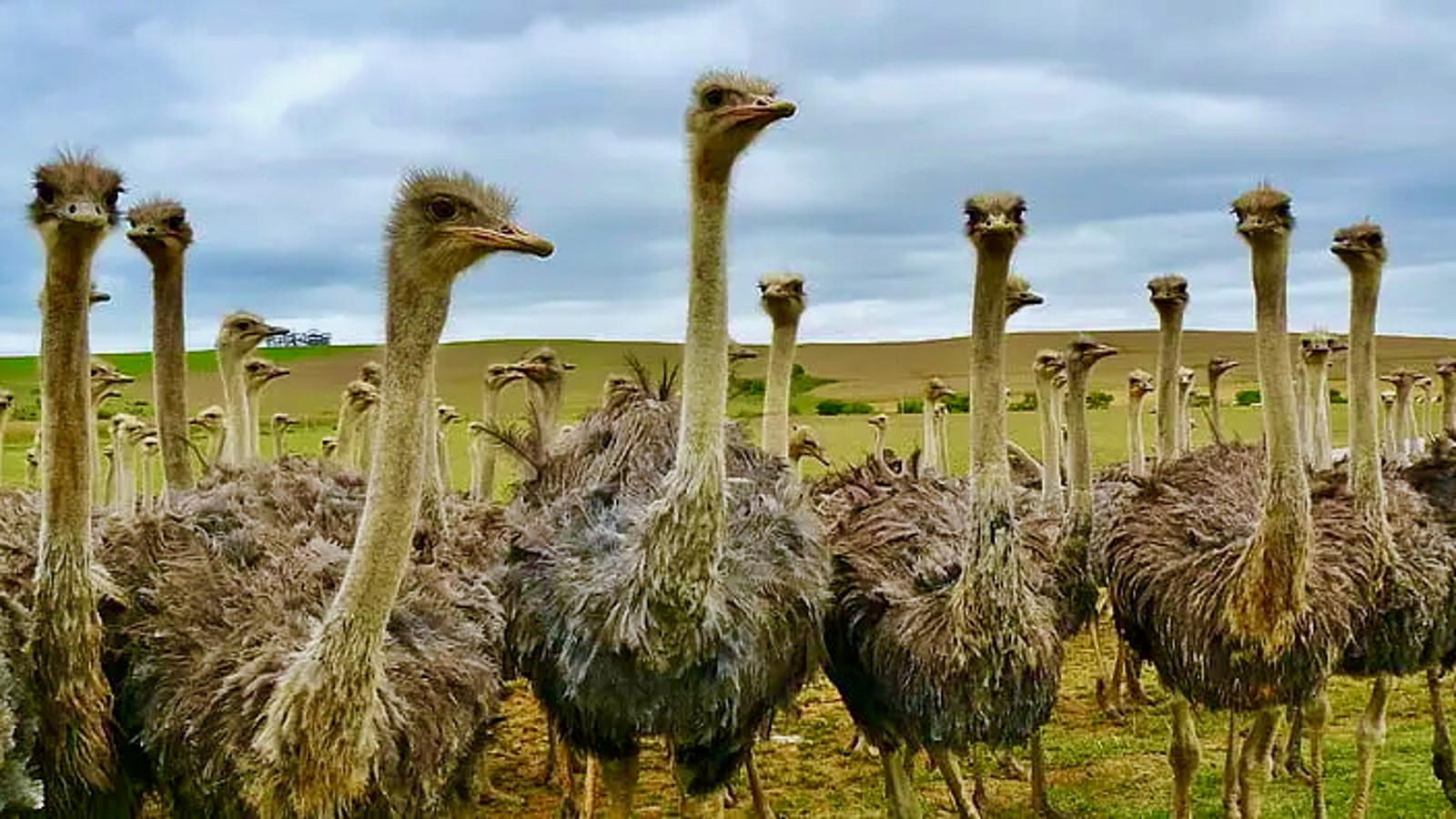 Ostrich Farm - De Palm Tours - Image 3