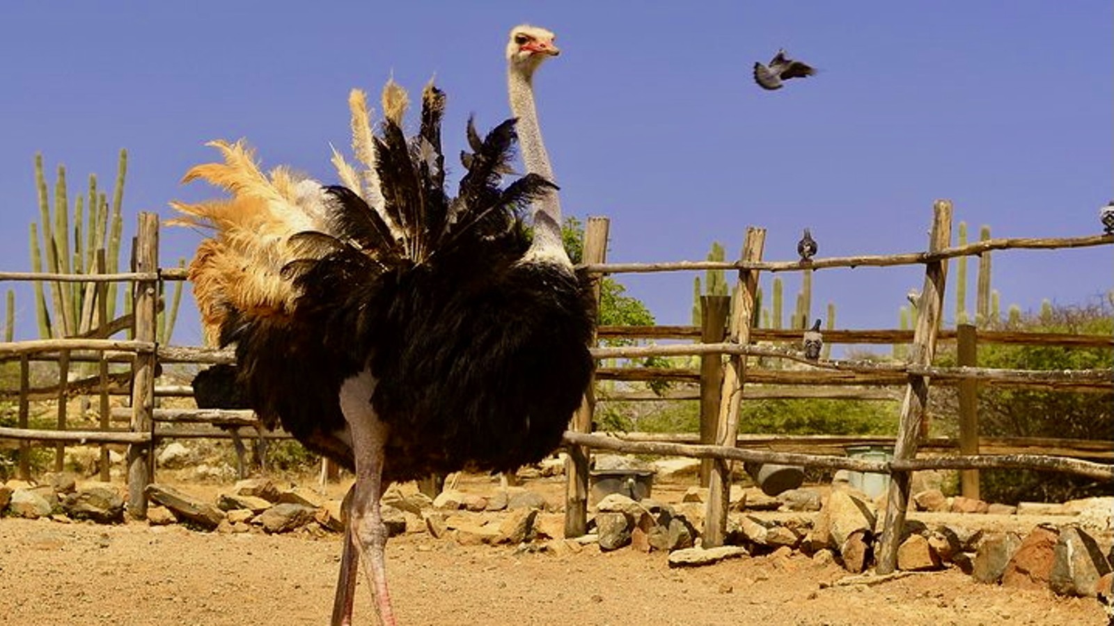 Ostrich Farm - De Palm Tours - Image 4