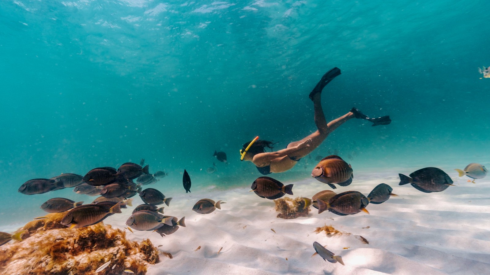 Palm Pleasure Afternoon Snorkel Cruise - Image 3