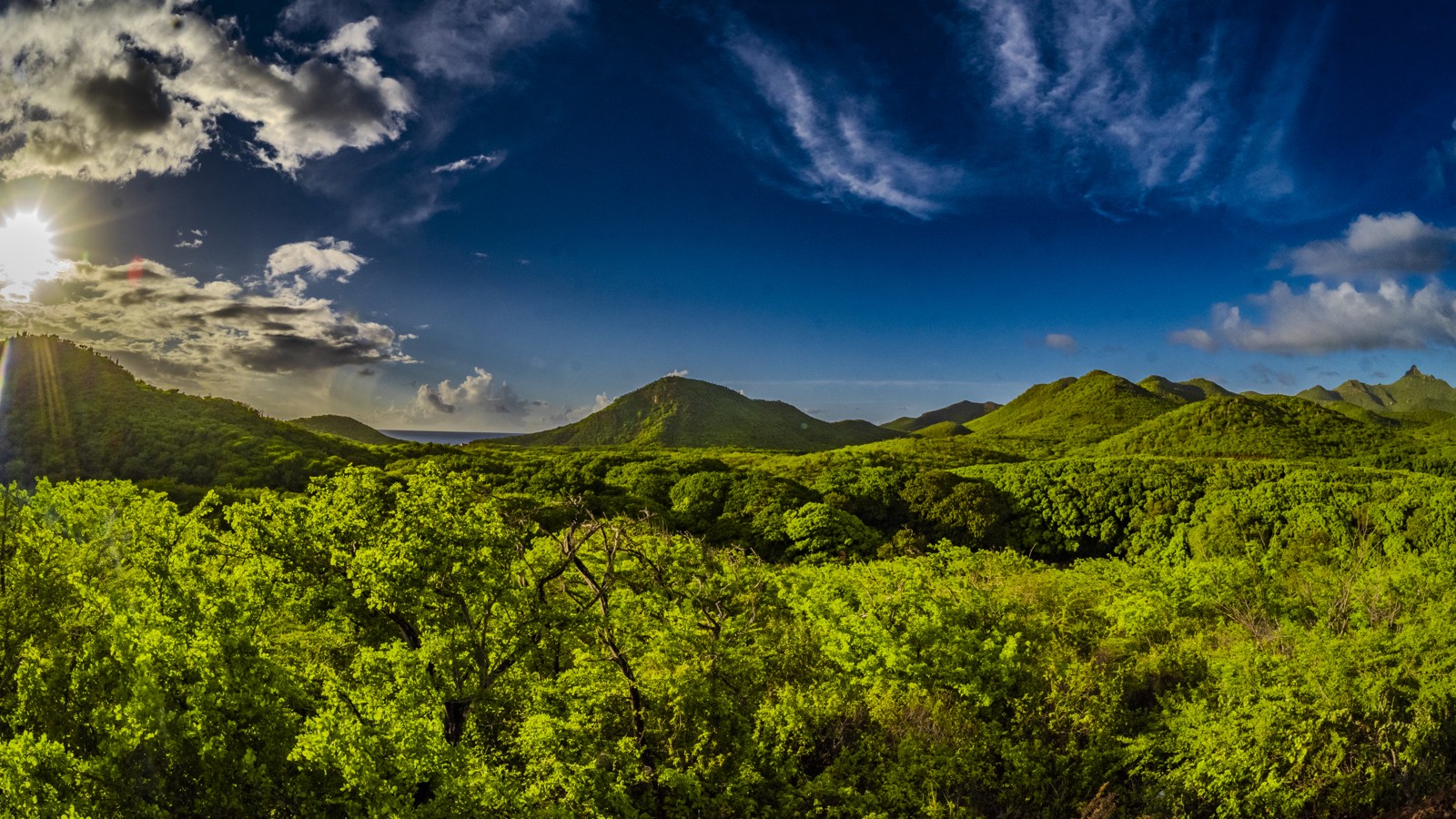 Hofi Mango - Image 2