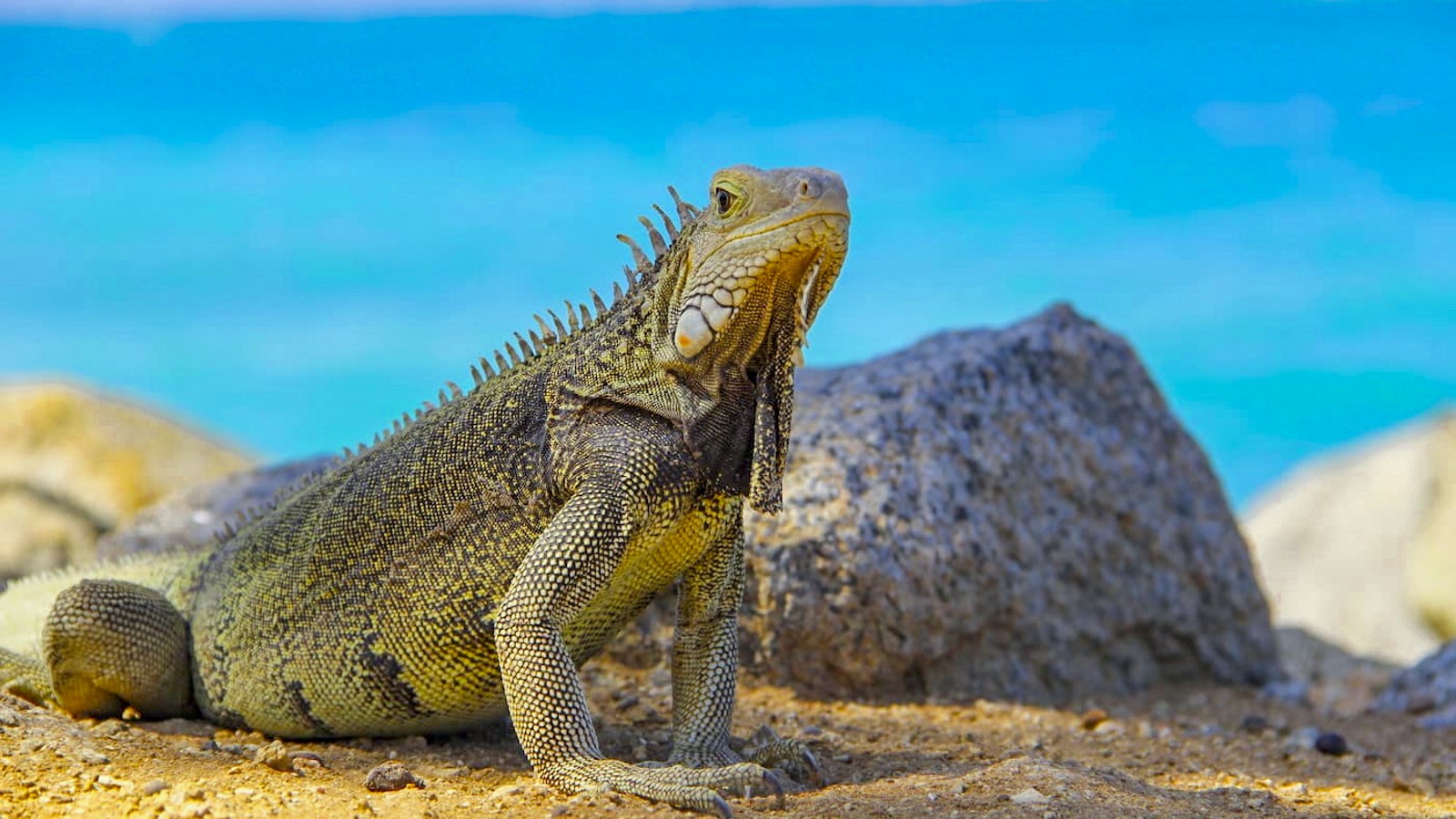 Iguana Beach - Image 1