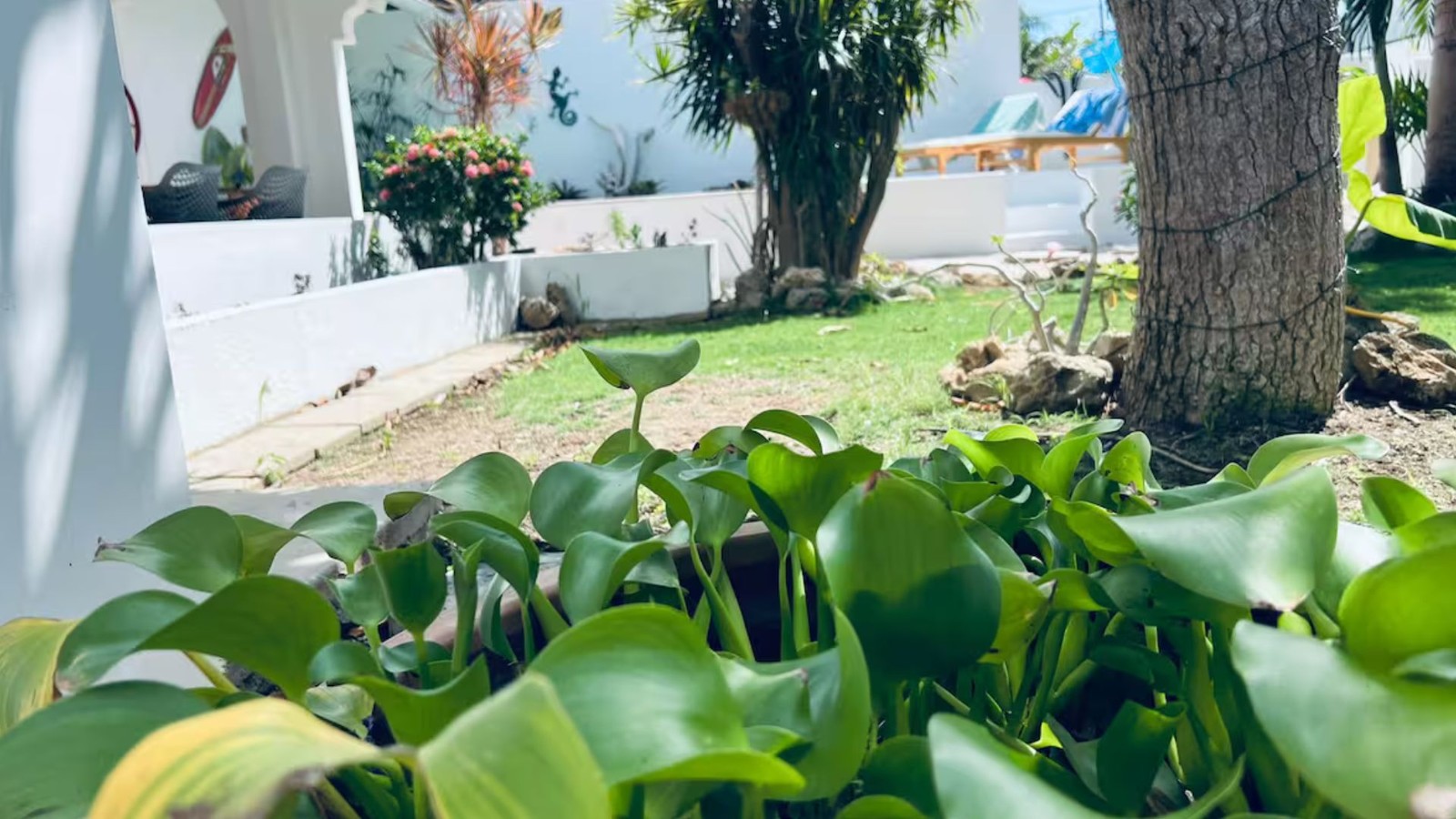 Backyard - Image 2
