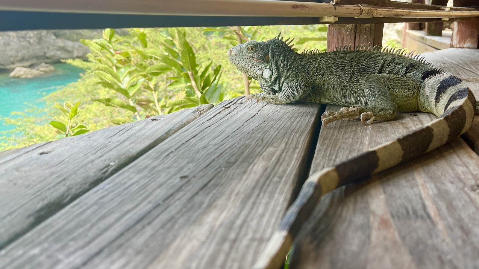 Lizard Lookout 🦎 - Image 1