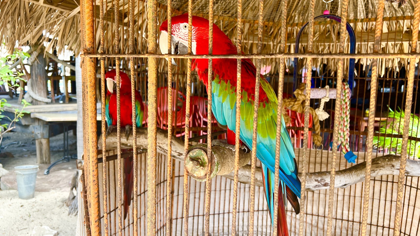 Every Pirate Needs A Parrot 🦜🦜