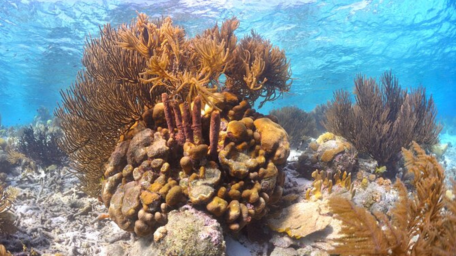 Private Charter Snorkel, Sail, Relax - Image 4