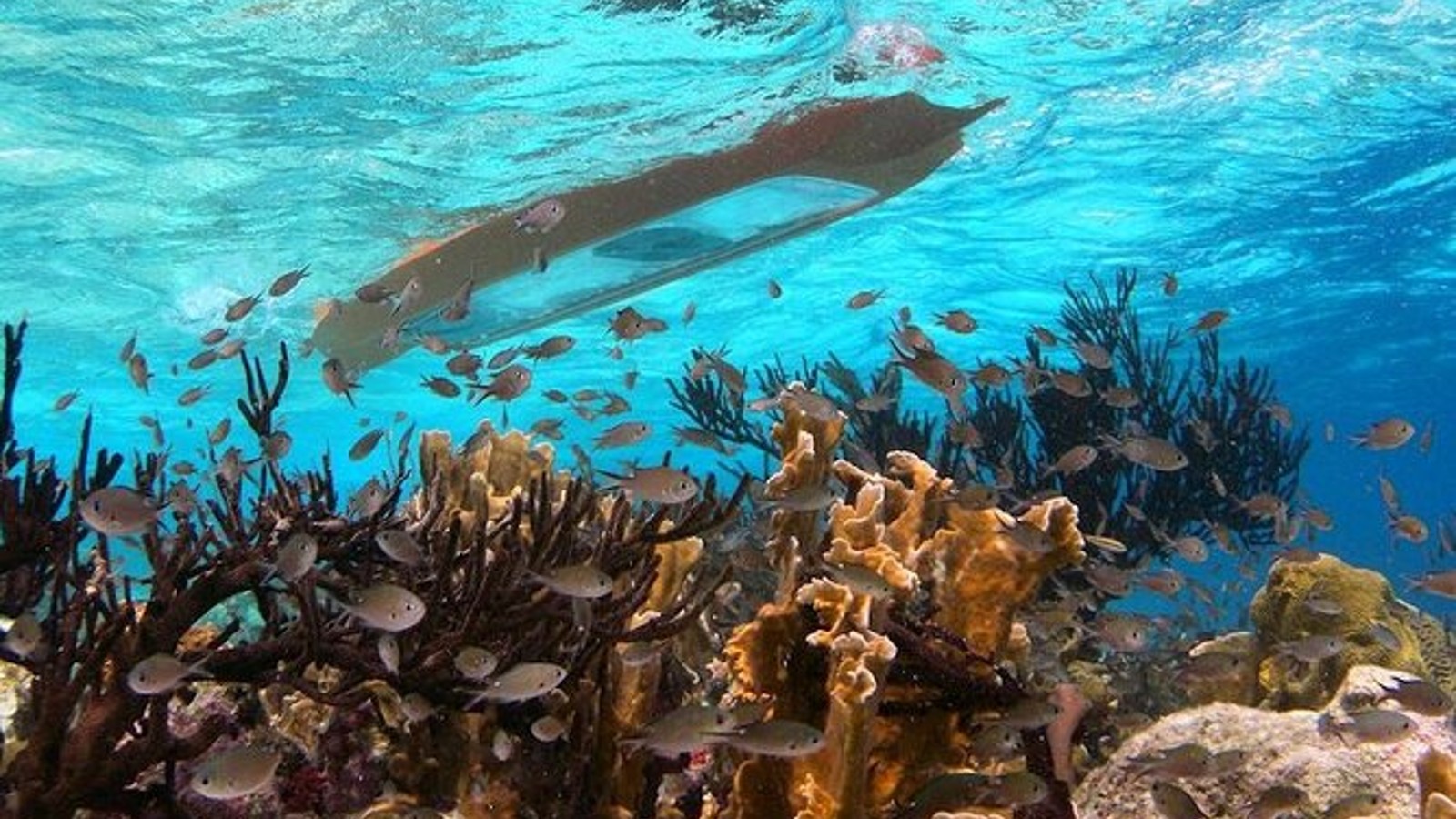 Windows to the Sea Kayaking - Image 1