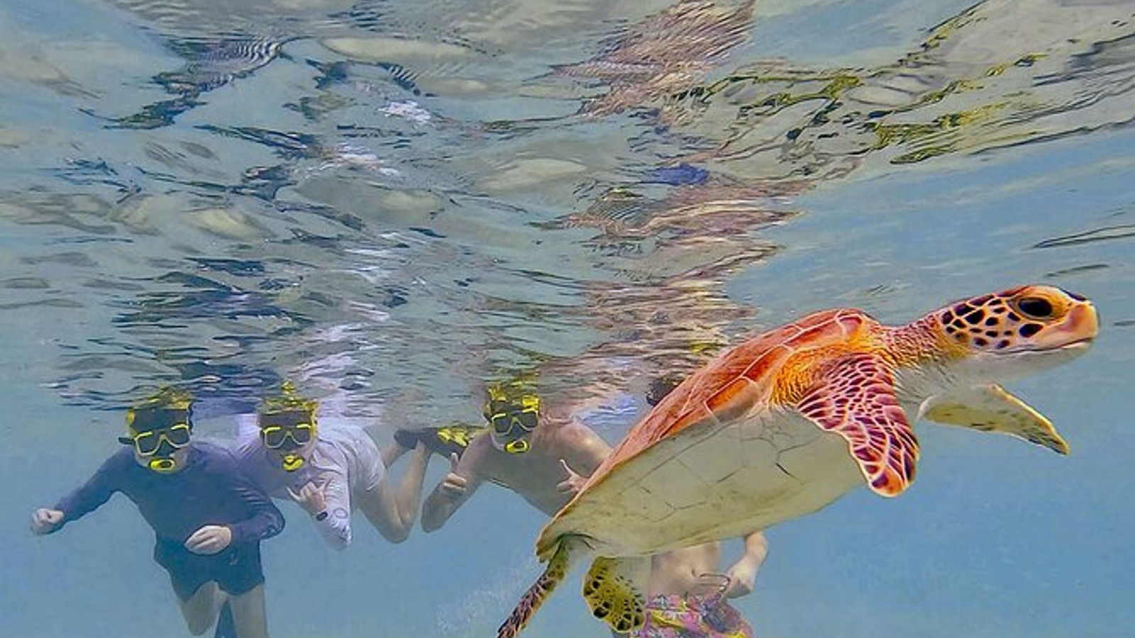 Amazing Bonaire - Image 1