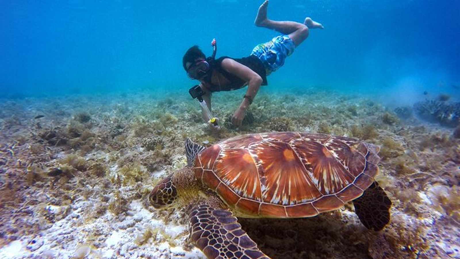 Swim & Reef Snorkeling Bonaire - Image 1