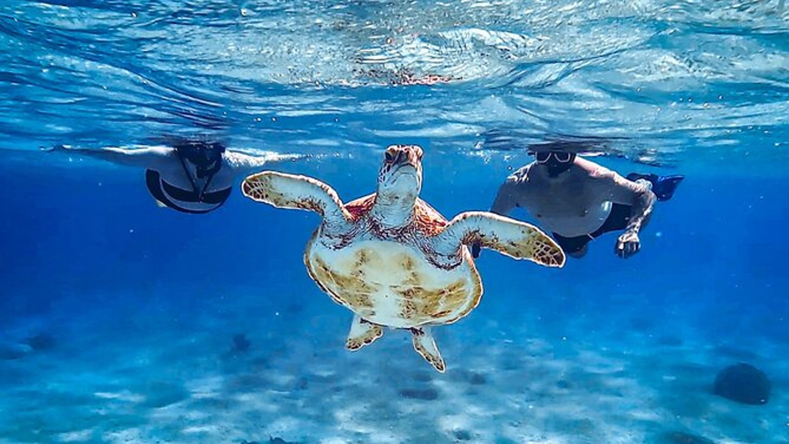 VIP Private Snorkeling Tour - Image 3